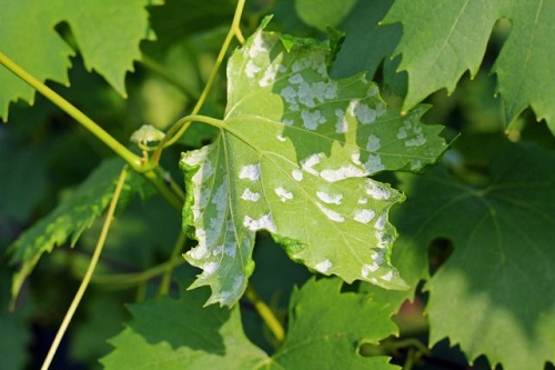 Самые распространенные вредители винограда - как обработать Актофитом