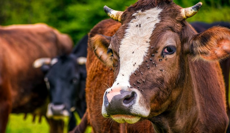 Some alt for this image