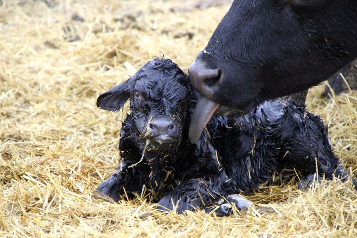 Some alt for this image