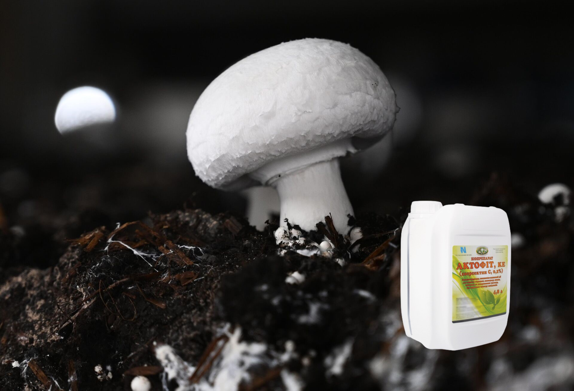 Some alt for this image