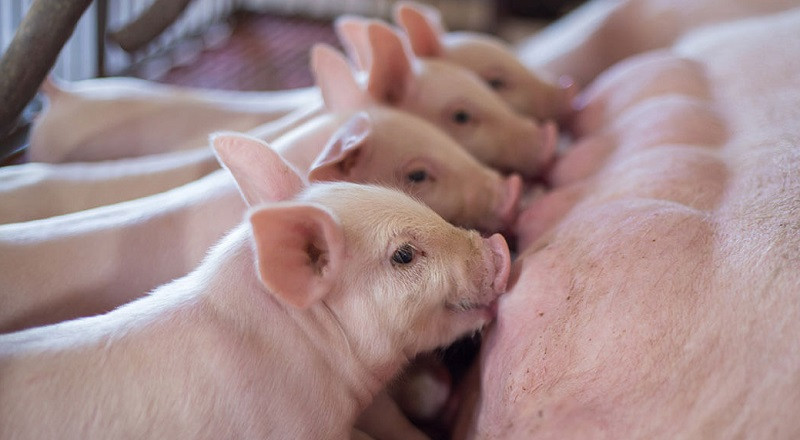 Some alt for this image