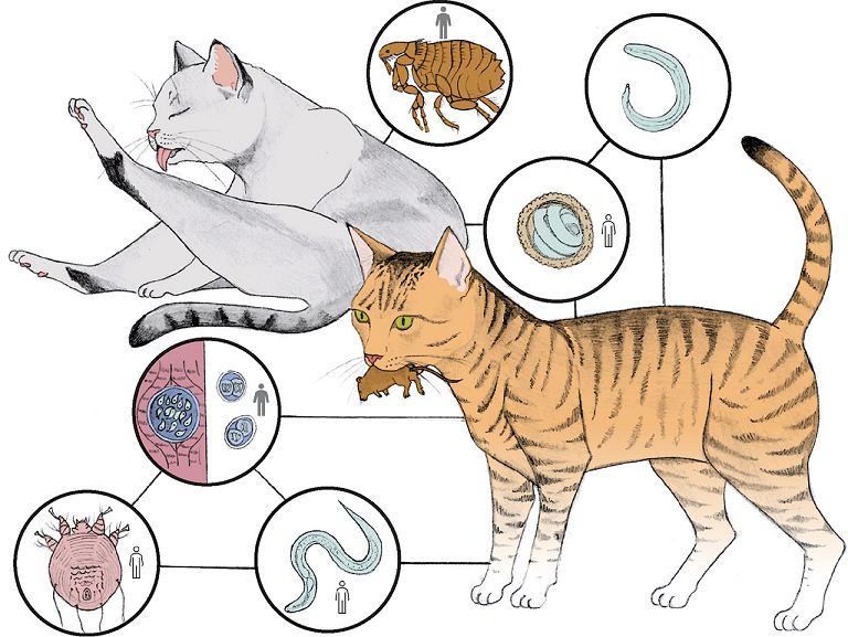 Some alt for this image