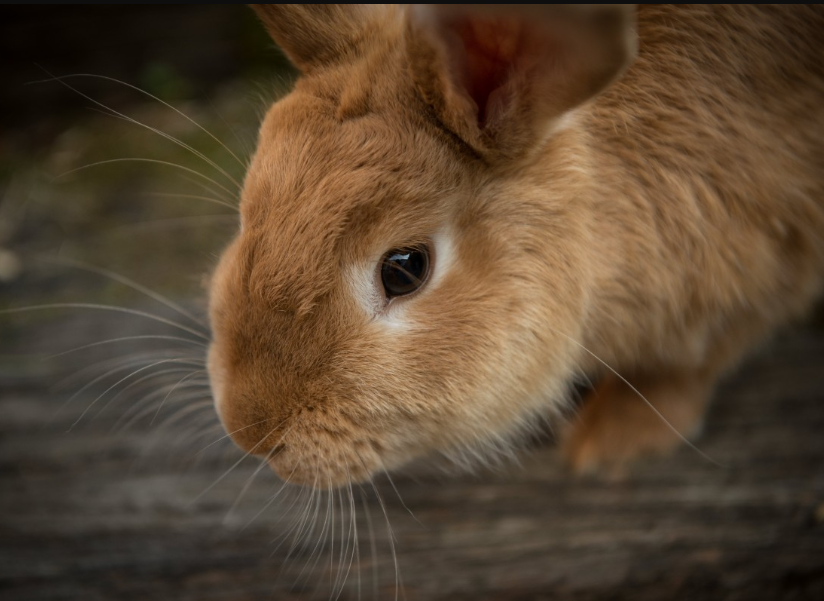 Some alt for this image