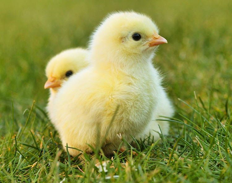 Some alt for this image