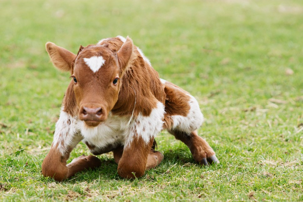 Some alt for this image