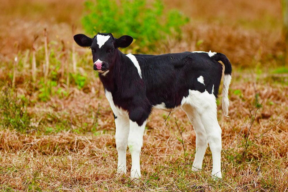 Some alt for this image