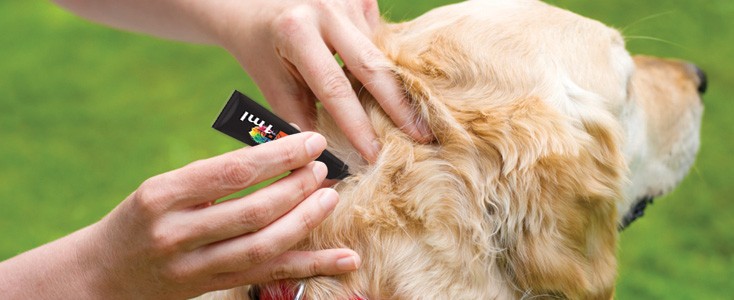 Some alt for this image