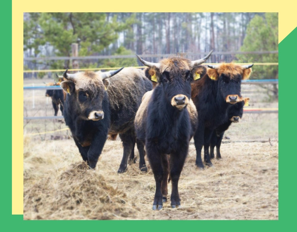 Some alt for this image