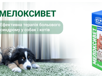 Мелоксивет — сучасний підхід до контролю болю у собак і котів