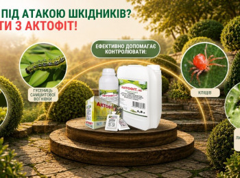 Самшит під загрозою? Дійте вчасно!
